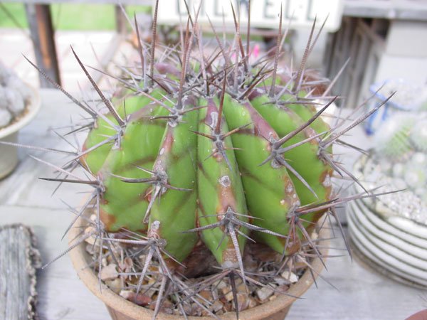 Echinocactus_platyacanthus